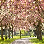 Herbert Park And Park